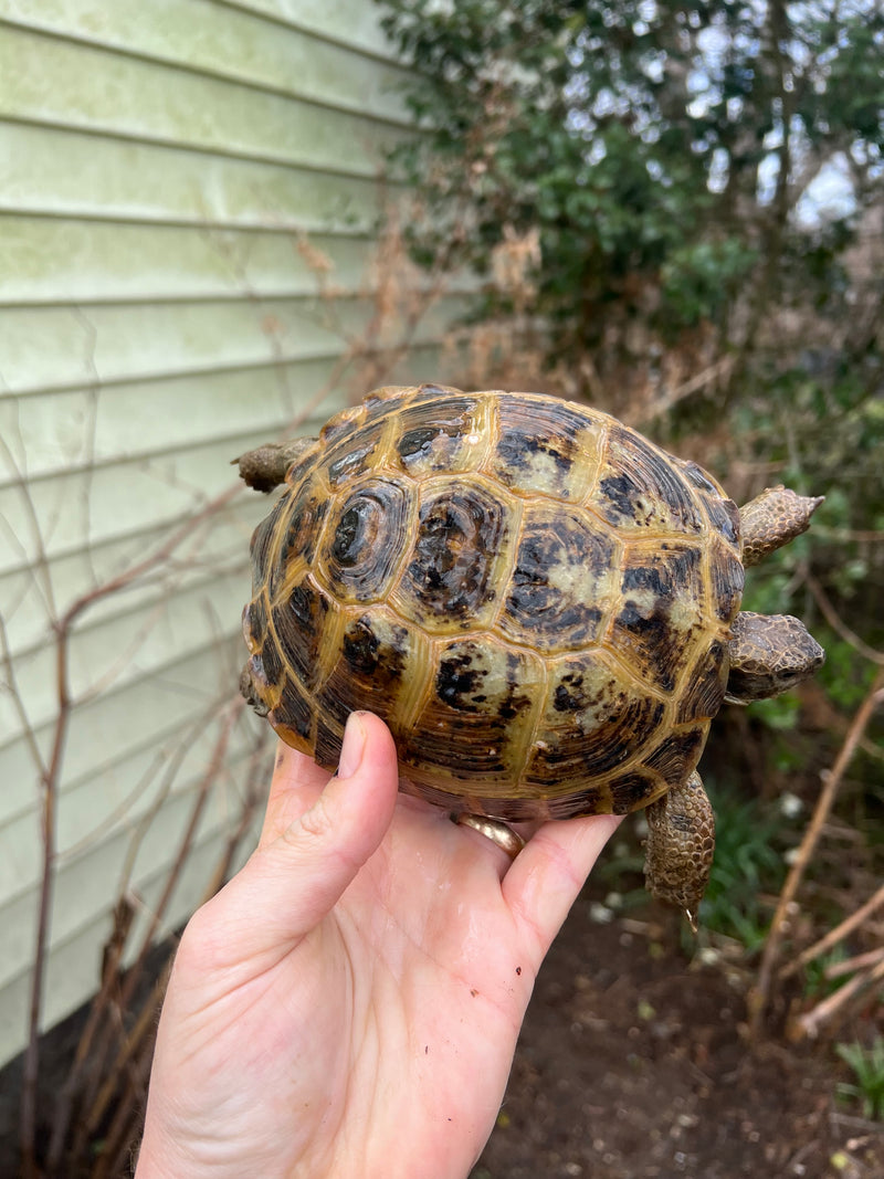 Russian Tortoise Adult 1.3  (Testudo horsfieldii)