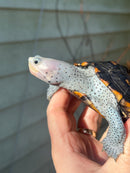 Ornate Diamondback Terrapin Female