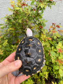 Ornate Diamondback Terrapin Male