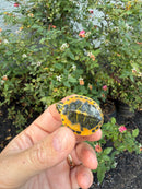 Golden Flame Florida Red Bellied Turtle 2026