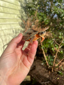 Golden Coin Box Turtle 2023