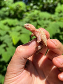 Albino Florida Snapping Turtle 2024