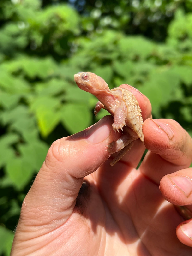 Albino Florida Snapping Turtle 2024