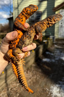 Red Niger Uromastyx Adult Pair