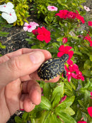 HI YELLOW Florida Box Turtle