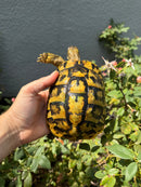 Eastern Hermann's Tortoise Adult Female