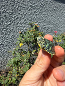 Pastel Clown Yellow Bellied Turtle 2026
