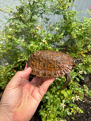 Flat Shell Turtle Juvenile Female 2025