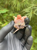 Paradox Albino Common Snapping Turtle 2025