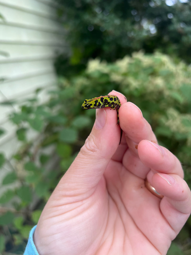 Marbled newt (Triturus marmoratus)