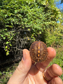 Hi Color Orange Baby Eastern Box Turtle