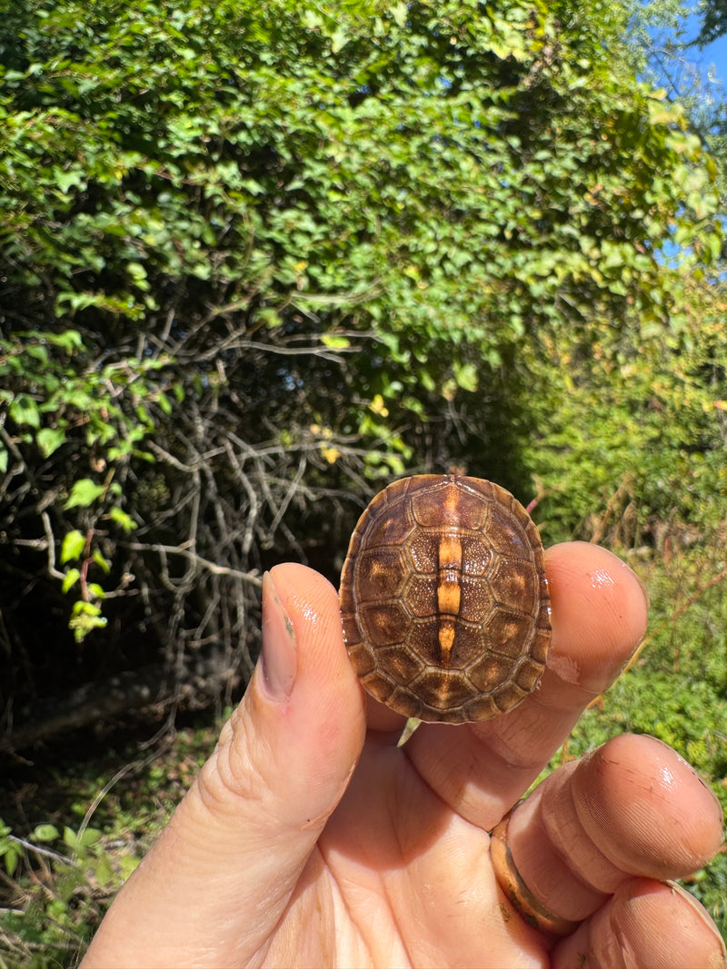 Hi Color Orange Baby Eastern Box Turtle
