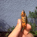 Vietnamese Three-striped Box Turtle