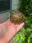 Florida Box Turtle 2021 Female