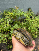 Franco-Italian Pond Turtle Adult Female