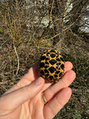 Burmese Star Tortoise 2024