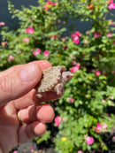 Albino Florida Snapping Turtle 2026