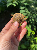 Pancake Tortoise Baby