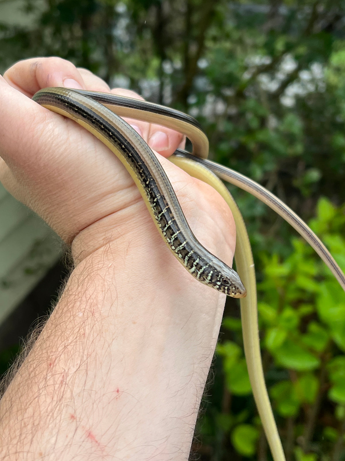 Eastern Glass Lizards For Sale | American Reptile Distributors