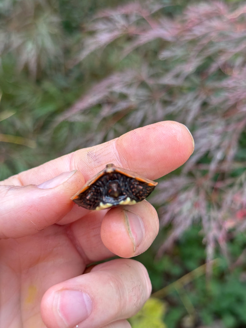 Vietnamese Black Breasted Leaf Turtle Baby 2025