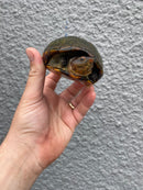 Red Cheeked Mud Turtle Adult Trio
