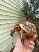 Jordanian Golden Greek Tortoise Female