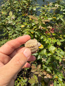 Albino Florida Snapping Turtle 2026
