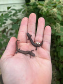 Danube crested newts (Triturus dobrogicus)