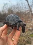Aldabra Tortoise USA CB 2025