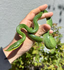 Rhinoceros Ratsnake Adult Female