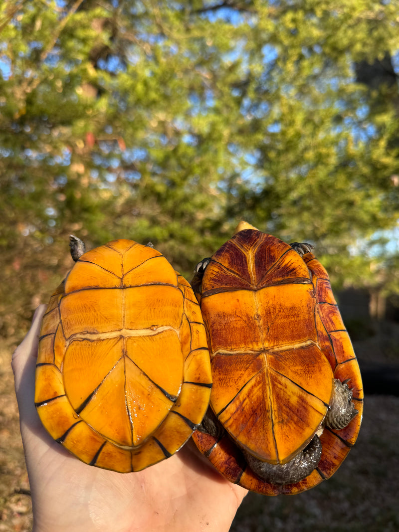 White Lipped Mud Turtle Adult Pair