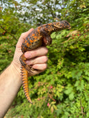 Super Red Niger Uromastyx Adult Pair