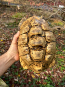 Leopard Tortoise Adult Male