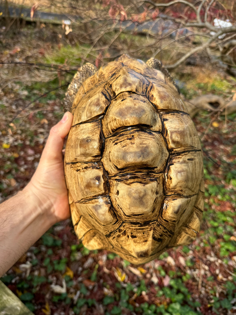 Leopard Tortoise Adult Male