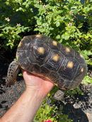 Red Foot Tortoise Adult Male