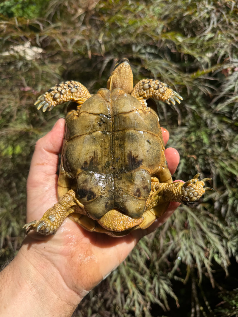 Syrian Golden Greek Tortoise Pair