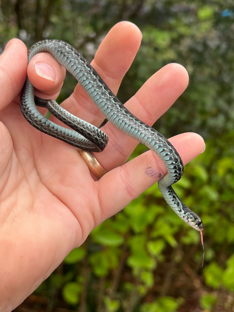 Florida Blue Garter Snake Juvenile Female