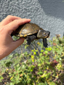 Franco-Italian Pond Turtle Adult Male