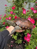 Reeves Turtles Adult Female