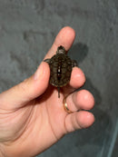 Concentric Diamondback Terrapin 2023 (Malaclemys terrapin)