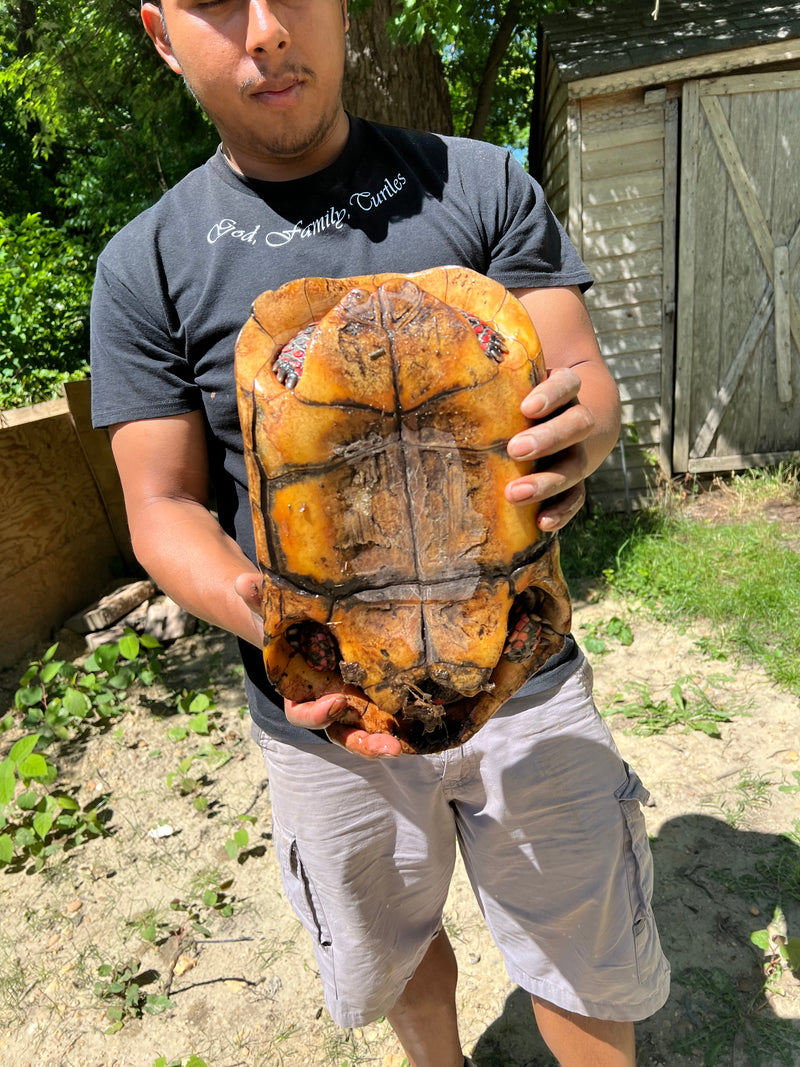 Suriname Red Foot Tortoise Adult Pair 7 XXL (Chelonoidis carbonaria)