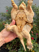 Hypomelanistic Common Snapping Turtle 2024