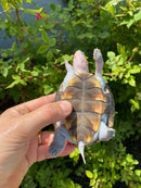 Ornate Diamondback Terrapin Female