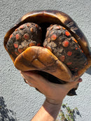 Barbados Red Foot Tortoise Adult Male