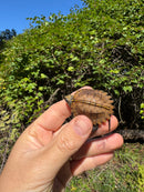 Keeled Box Turtle Baby 2025