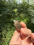 Pastel Clown Eastern Painted Turtle 2025