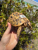 Libyan Greek Tortoise Adult Male