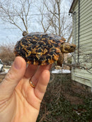 Pancake Tortoise Female