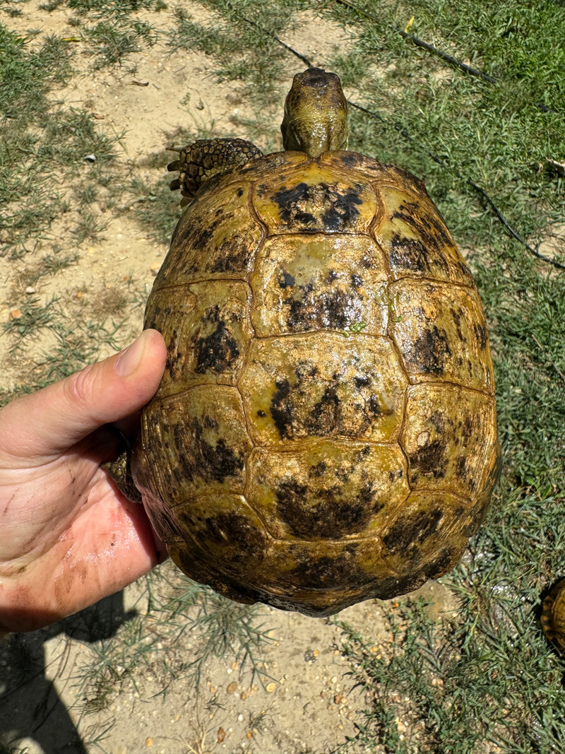 Russian Tortoise Adult Female Group (0.3)   (Testudo horsfieldii)