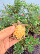 Hypomelanistic Cherryhead Red Foot Tortoise Baby 2026
